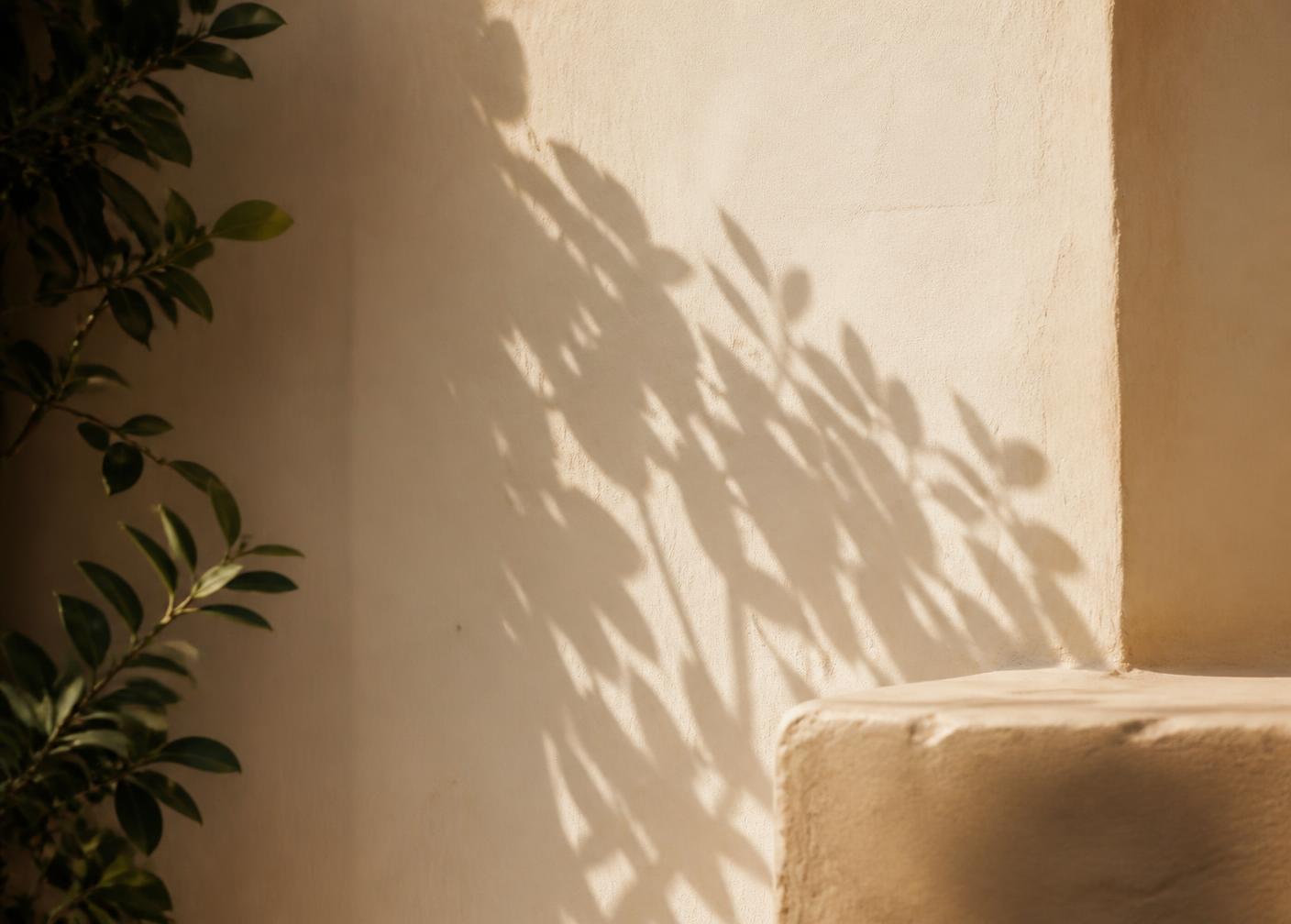 Afternoon light and plant shadows across a warm plaster wall